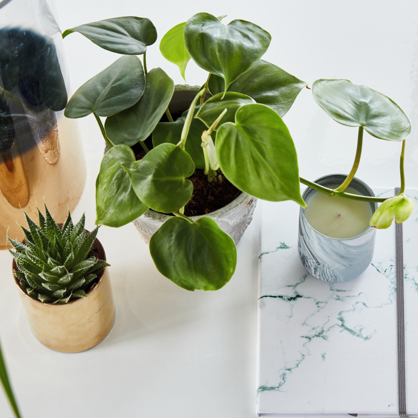 Potted plants on a table