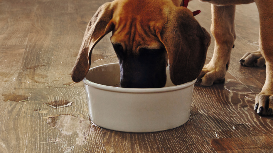 Five Reasons Why Karndean LVF is Great for Pets