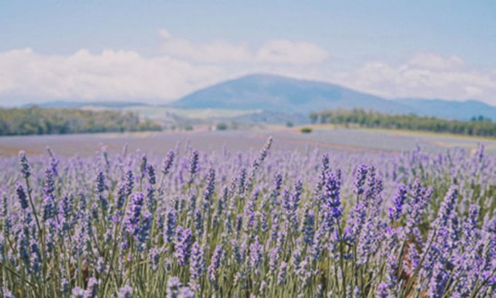 Lavender field